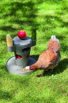 Futterspender Hühner - befüllbarer Snackturm für die selbständige Beschäftigung, aus 100% recyceltem Kunststoff